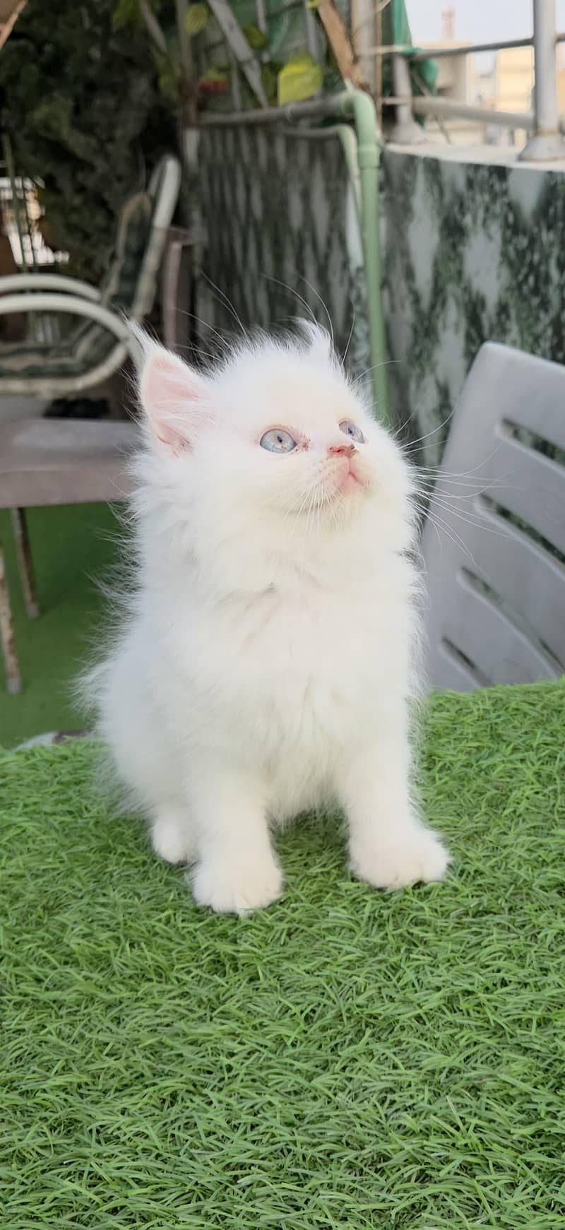 persion cat 1