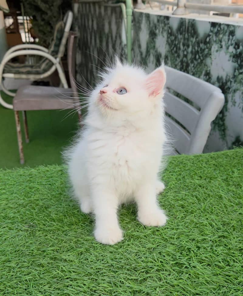 persion cat 2
