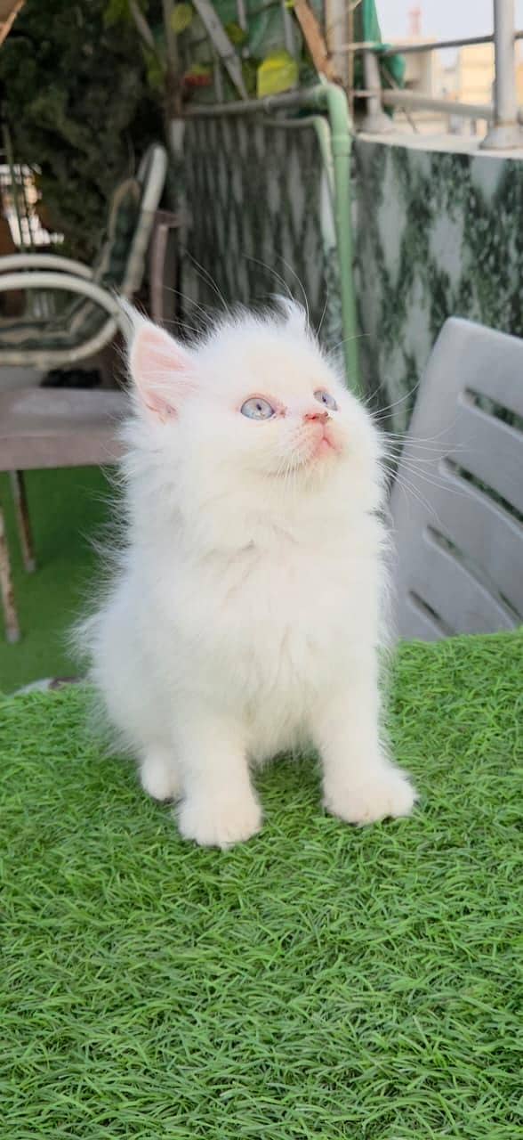 persion cat 3