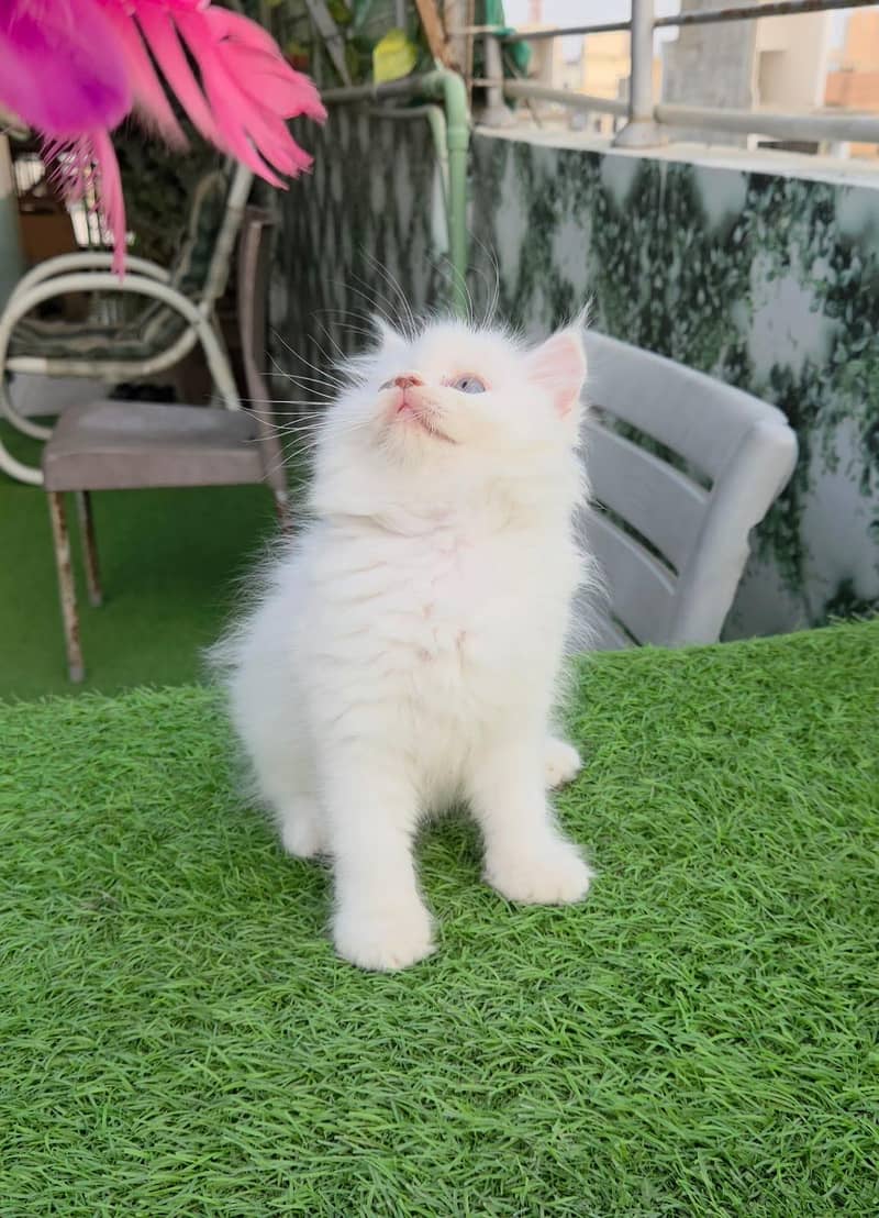 persion cat 4