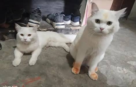Two Persian cats male and female