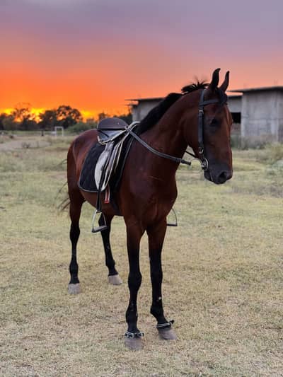 Dase horse best riding karata a bhot shareef healthy active