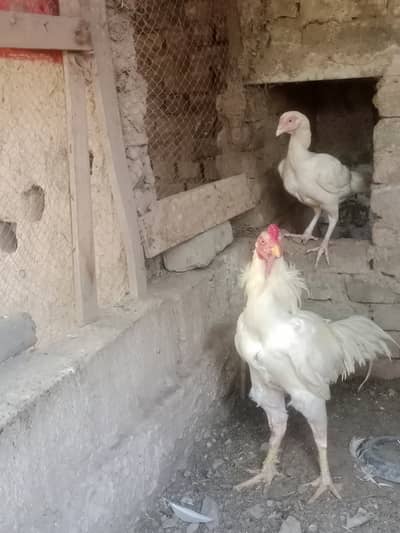 Heera Pair