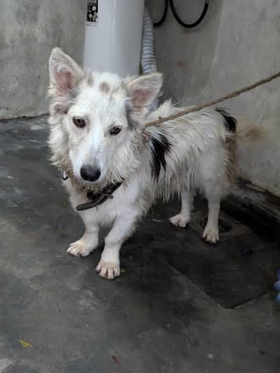 cute dog