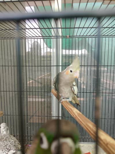 Tame parrots for sale green cheek and cocktail