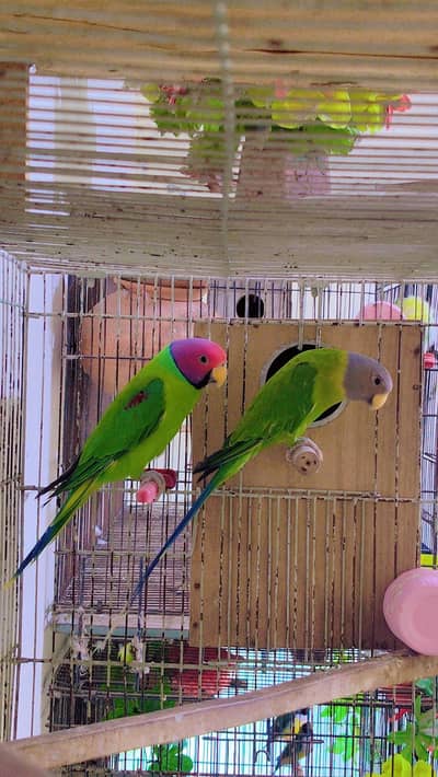 plum head ready to breed pair watassp 0300/4918/160/
