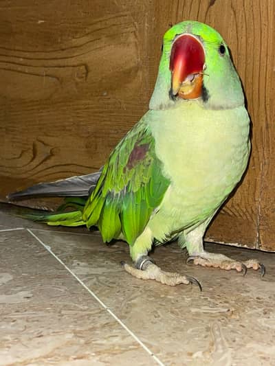 Top Quality Raw Parrot (Alexandrine) - 16 Months Old with Official IWM