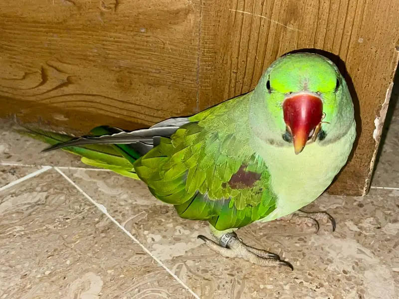 Top Quality Raw Parrot (Alexandrine) - 16 Months Old with Official IWM — photo 2