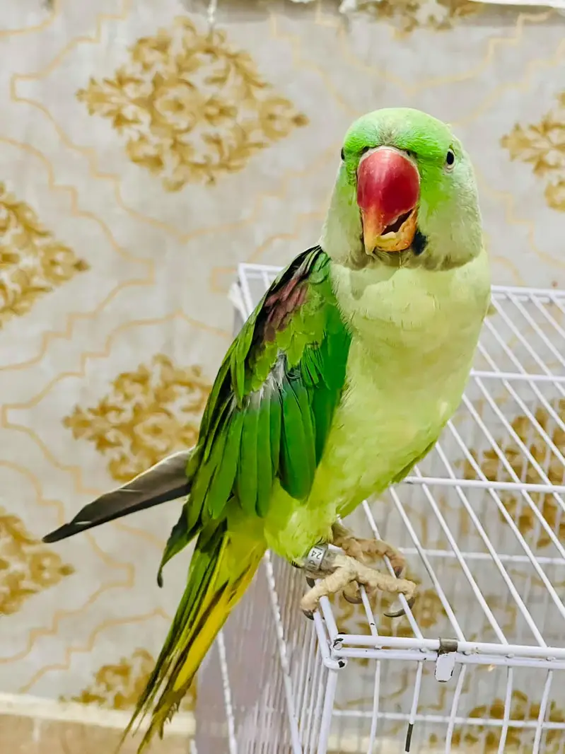 Top Quality Raw Parrot (Alexandrine) - 16 Months Old with Official IWM — photo 3