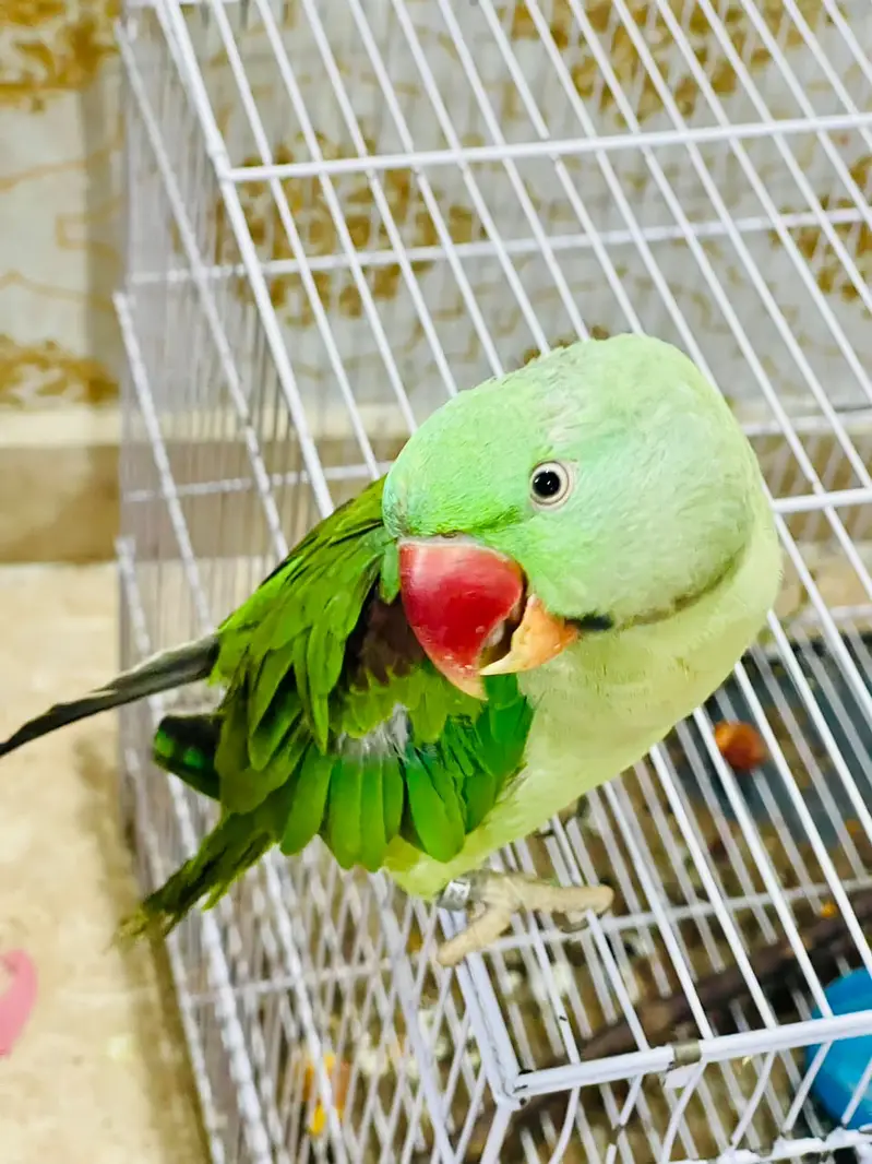 Top Quality Raw Parrot (Alexandrine) - 16 Months Old with Official IWM — photo 5