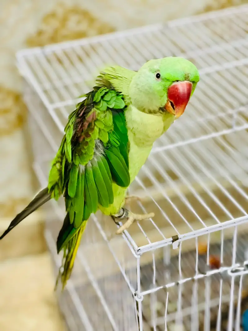 Top Quality Raw Parrot (Alexandrine) - 16 Months Old with Official IWM — photo 6