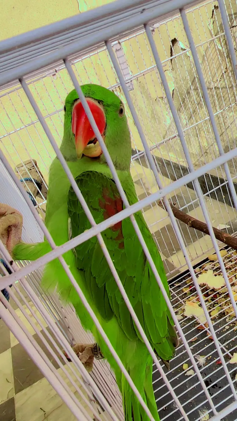 Top Quality Raw Parrot (Alexandrine) - 16 Months Old with Official IWM — photo 7