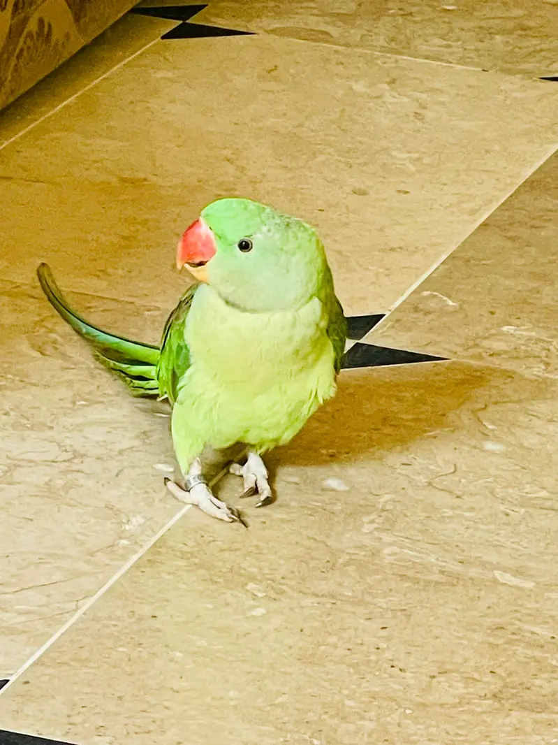 Top Quality Raw Parrot (Alexandrine) - 16 Months Old with Official IWM — photo 8
