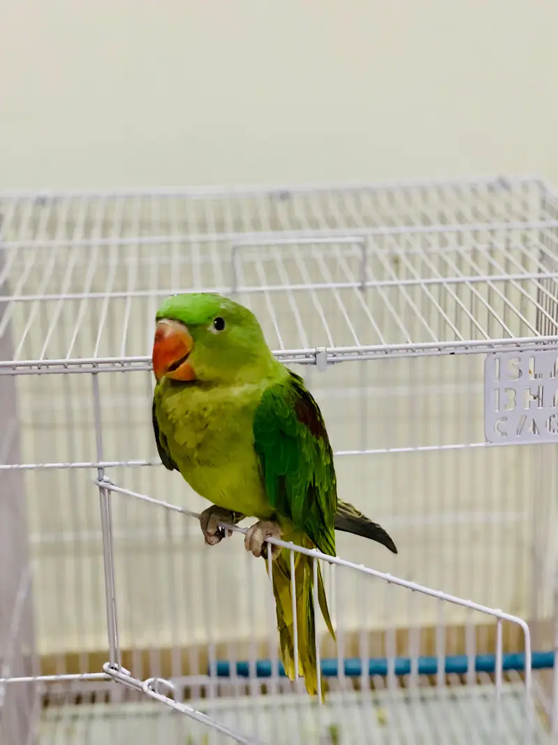 Top Quality Raw Parrot (Alexandrine) - 16 Months Old with Official IWM — photo 9