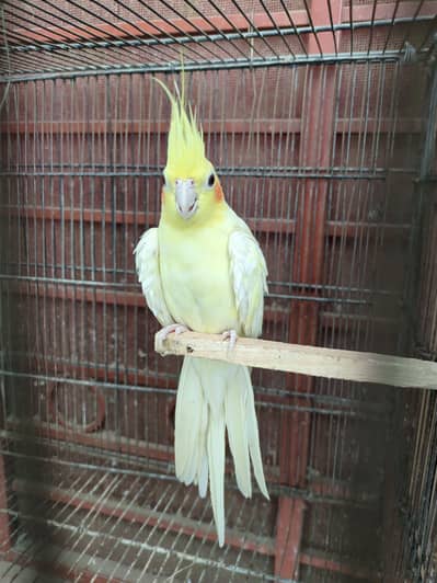 common white cocktail