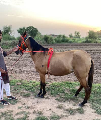 Female for sale age 4 sal height 58 Cross hy 27 din ki vedio available