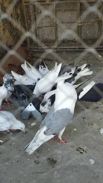 all pigen for sail