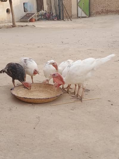 Turkey checks nayab nasal