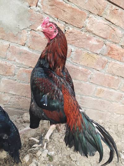 Lasani Aseel Breeder