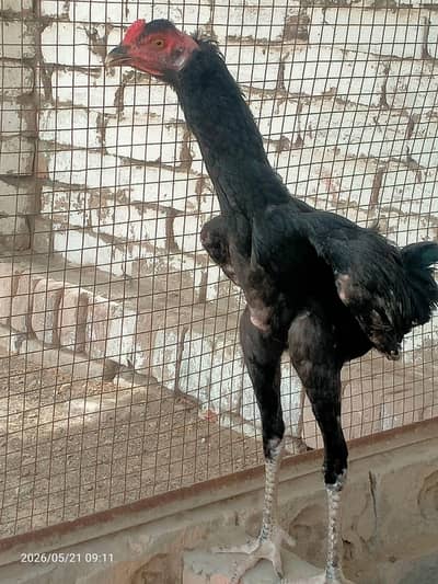 both hi sasta rate ma murga for sale hai