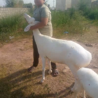 Dumbi or bacha