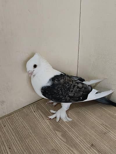 Sentient Peigen baby pair available healthy and active