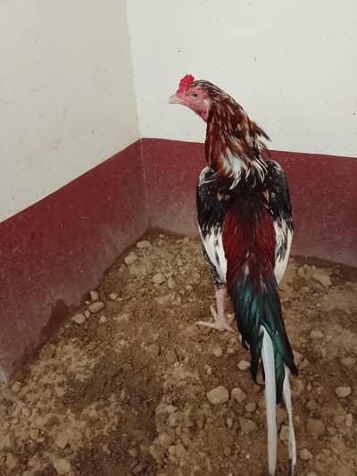 Lal Cheena Mianwali Aseel Murgha