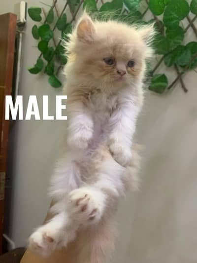 Persian kitten/Doll Face Kitten /punch face /Trippel Coat /fown Colors