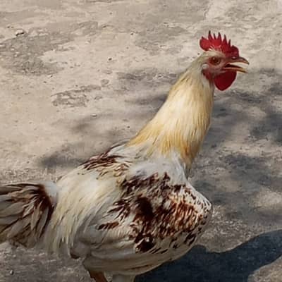 Beautiful birds raised on pure organic feed