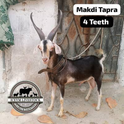 Black Makdi Tapra Breeder Small size - iceym Livestock