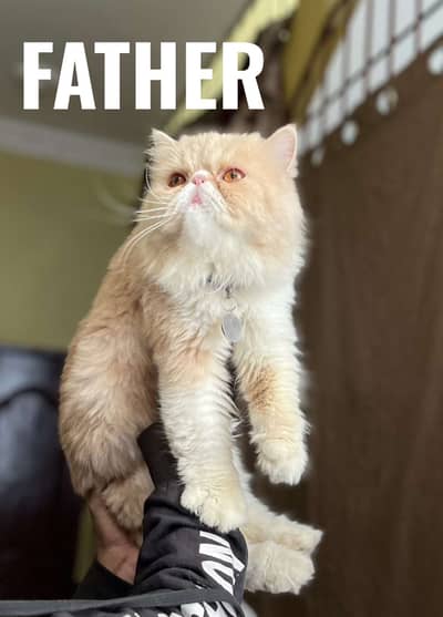 Kittens | Persian | Triple Coated Persian Kittens| punch or doll face