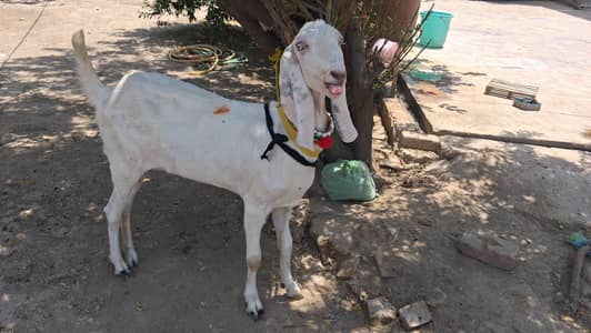 Gulabi Rajanpuri Bakri