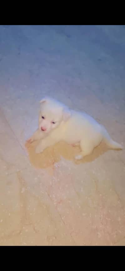 Russian dog baby long coat zero size pink nose