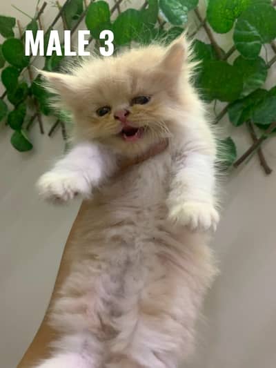 Cats | Billi | Triple coat kittens | Persian Kittens | Kitty |Persian