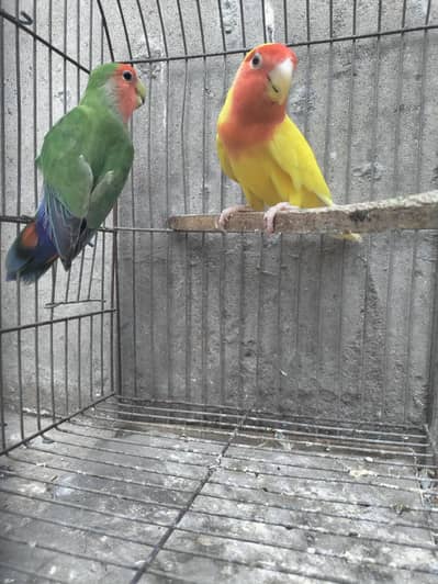 love bird pair