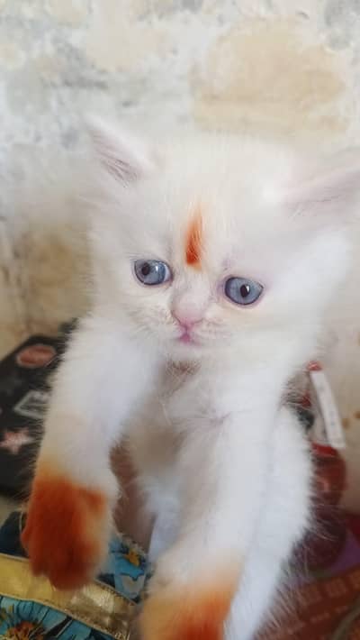 white Punch face kitten 2 month old