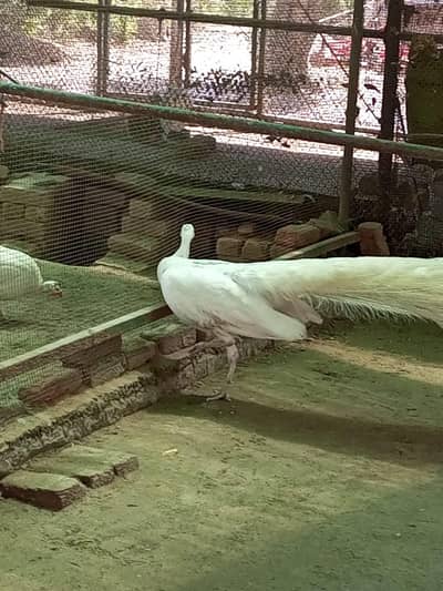 Male Peakcock for Sale