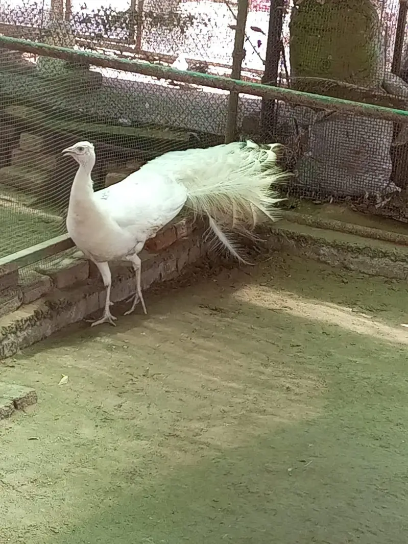 Male Peakcock for Sale — photo 2