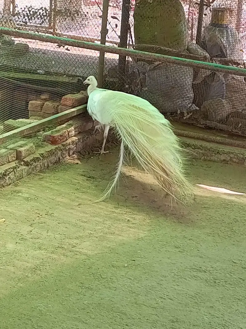 Male Peakcock for Sale — photo 3