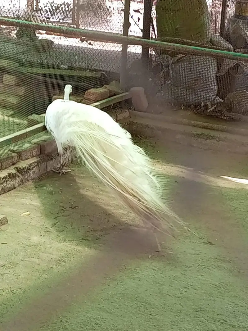 Male Peakcock for Sale — photo 4