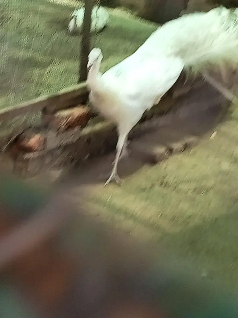 Male Peakcock for Sale — photo 5