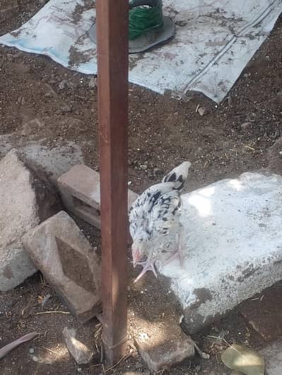 2 Heera female 4 bachy 1 cheni 3bachy