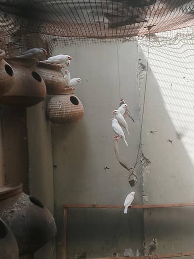 love birds breader pair