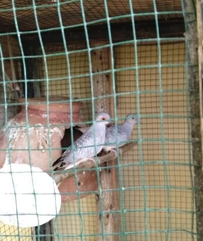 Daimond dove Breeding Pair