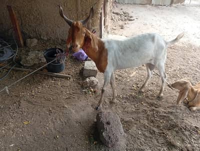 andu bakra