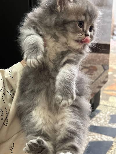 Persian punch face triple coat kittens