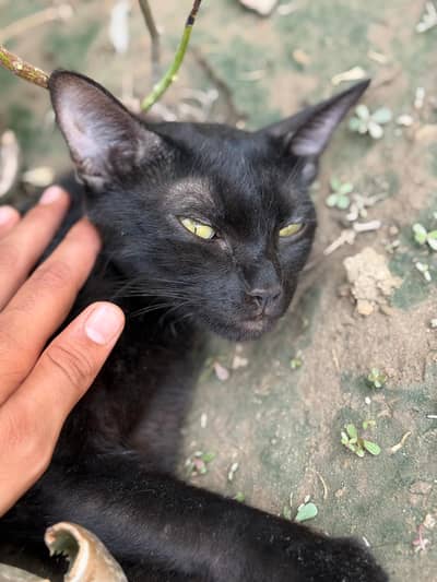 Russian Cat For sale Best Russian breed name kity in Black Colour
