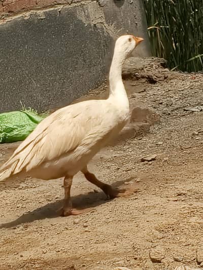 hens pair 03709081643