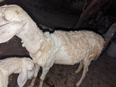 Female and Bacha dumba