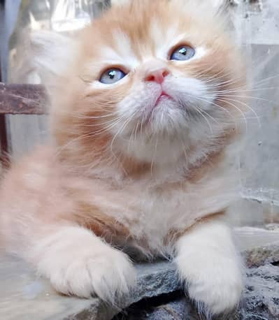 kittens original persian cats 3pal coat 2 male 1 femal long hair